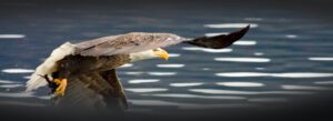 Eagle