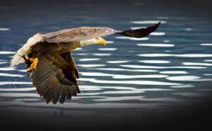 Eagle
